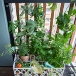 Harvest Your Balcony: Urban Food Production for the Eco-Conscious City Dweller