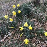 Daffodil, Tenby daffodil, Wild daffodil